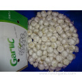 New Crop 2019 Fresh Pure White Garlic